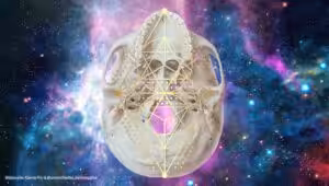 Wie sich die heilige Geometrie des Kosmos in Aufbau und Funktion der Kiefer und des Schädels verkörpert.