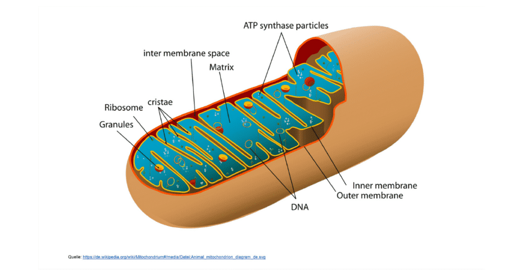 Mitochondrien - Wunderwerke Der Natur